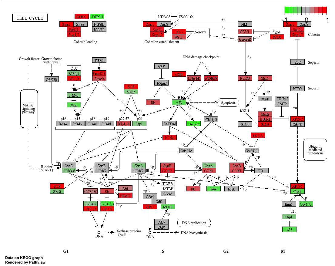 KeggPathwayPlot_fig1-1